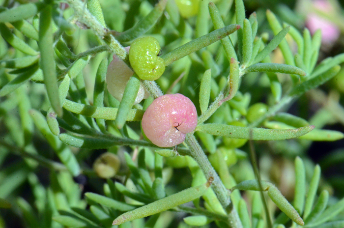 Ruby-Saltbush has fruits that are flesh-like berries as noted in the photo. The fruits change color from bright green or yellow to bright red or orange. The berries dry black. Enchylaena tomentosa